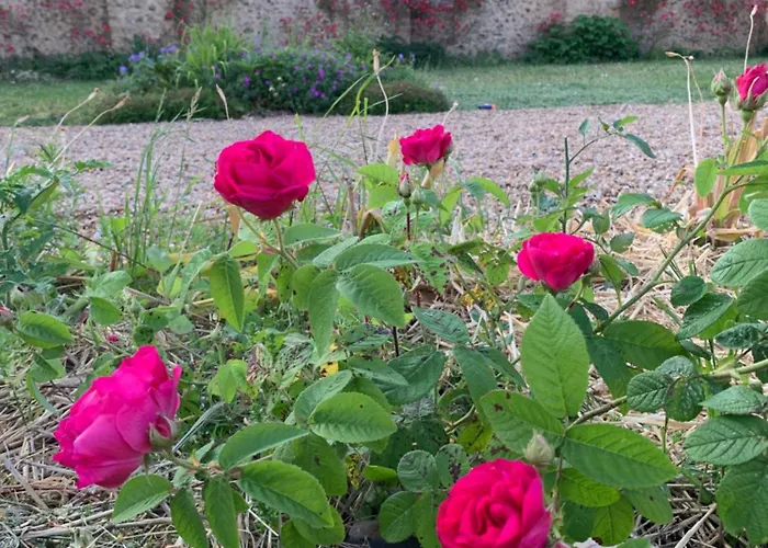 Château De La Faverie D Hôtes 4*